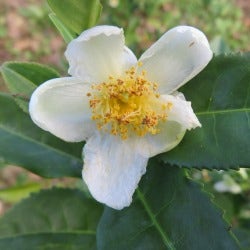 the Chinese tea plant, Camellia sinensis