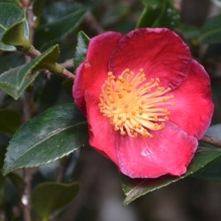 Camellia japonica