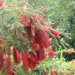 bottlebrush