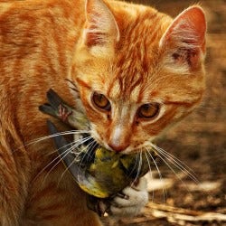 cat with dead bird