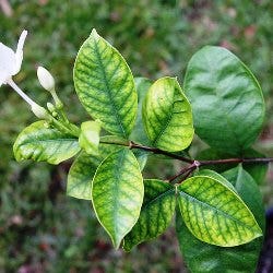 leaf chlorosis