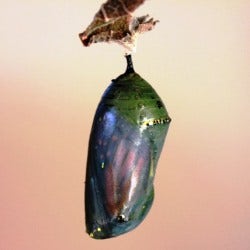 butterfly chrysalis