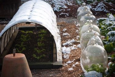 three ways to protect plants in winter