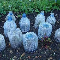 plastic bottle cloches