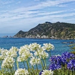 coastal agapanthus