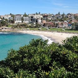 coastal banksia at Coogee