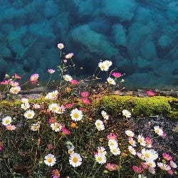 seaside daisy