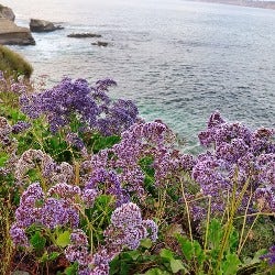 coastal sea lavender