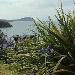 coastal phormium coastal phormium