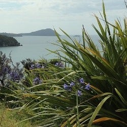 coastal phormium