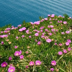 coastal ice plants