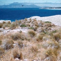 coastal poa grass