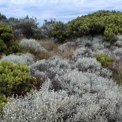 coastal cushion bush growing at Port Campbell coastal cushion bush