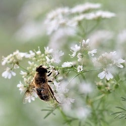 coriander flower