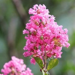 crepe myrtle