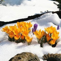 crocus in snow