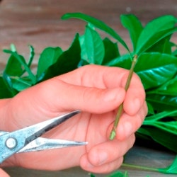 taking cuttings