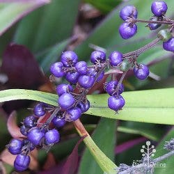 dianella-berries Dianella berries