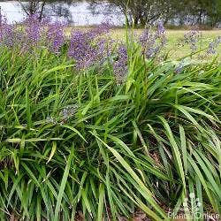 Dianella brevipedunculata