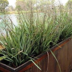 Dianella Cassa Blue Dianella Cassa Blue
