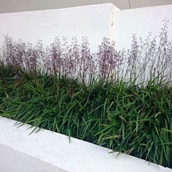 Dianella in Flower Dianella in flower