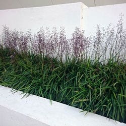 Dianella in flower