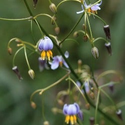 Dianella flowers