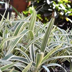 Dianella Silver Streak