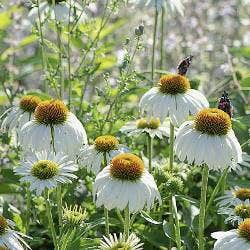 echinacea