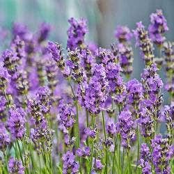 English lavender