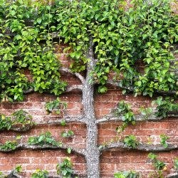 espalier espalier