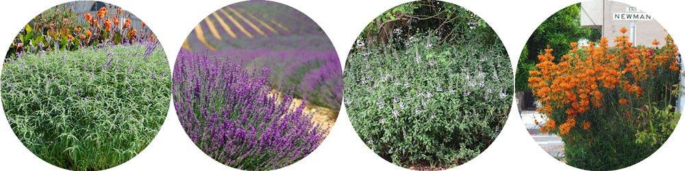 flowering sage, lavender, cat's whiskers, lion's ear salvia, lavender, cat's whiskers, lion's ear