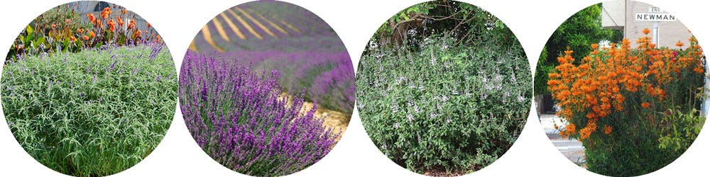 salvia, lavender, cat's whiskers, lion's ear