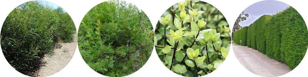 eucalyptus, stenocarpus, pittosporum, leyland cypress eucalyptus, stenocarpus, pittosporum, leyland cypress