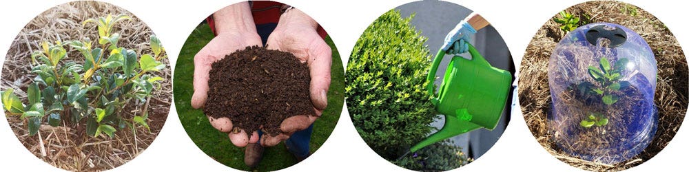 give your plants the best start, with good soil, regular water, and protection give your plants the best start