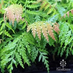 fern-leaf tamarind