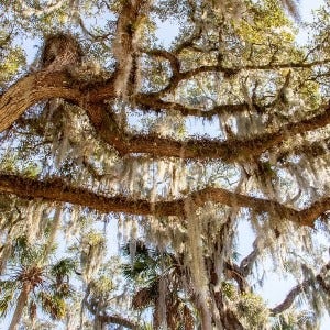 Spanish moss in the trees