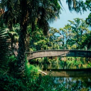 Florida's shady swamps shady swamp