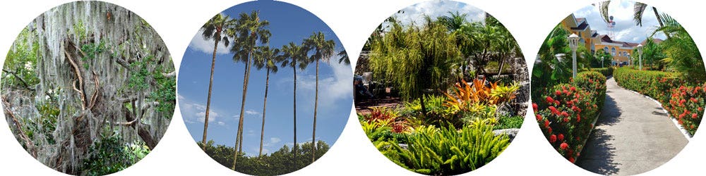 plants for the Florida look plants for the Florida look