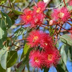 flowering gum flowering gum