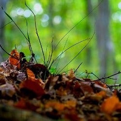 leaf litter