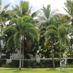 foxtail palm