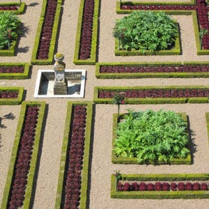 French formal topiary knot garden formal topiary knot garden