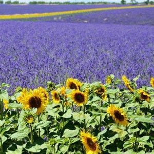 field in Provence field in Provence