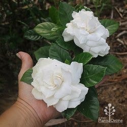 tall hedging gardenia