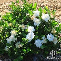 feature shrub gardenia