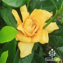 tall hedging gardenia
