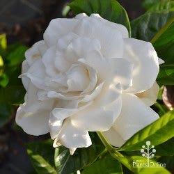 feature shrub gardenia