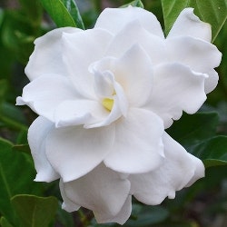 gardenia