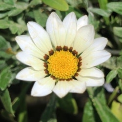 gazania